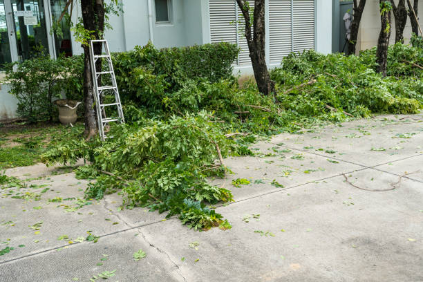 Best Hedge Trimming  in Los Ranchos De Albuquerque, NM