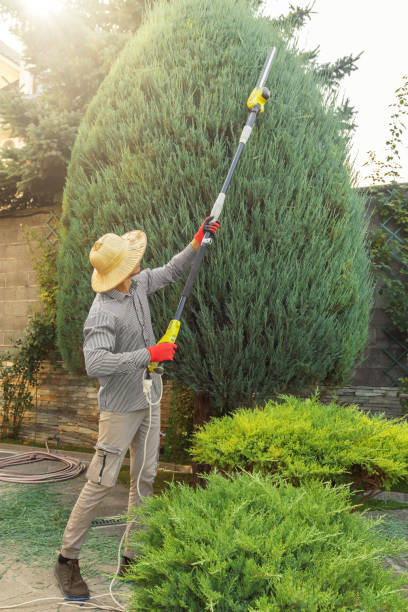 Why Choose Our Tree Removal Services in Los Ranchos De Albuquerque, NM?